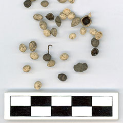 Photographie couleur d'un ensemble de graines et de petits pois. Certains sont noirs alors que d'autres sont presque blancs.