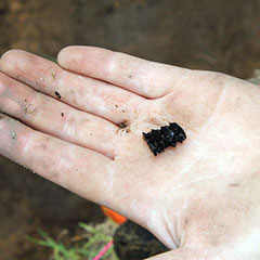 Close-up colour photograph of a hand holding a charred corn cob, measuring a little more than a centimeter.